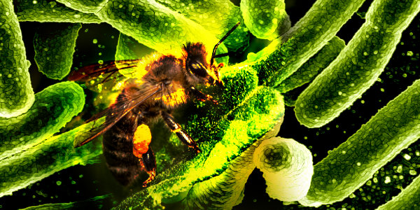 Researchers discover gut bacteria that improves the memory and cognitive function of bees –  findings could be applicable to humans…